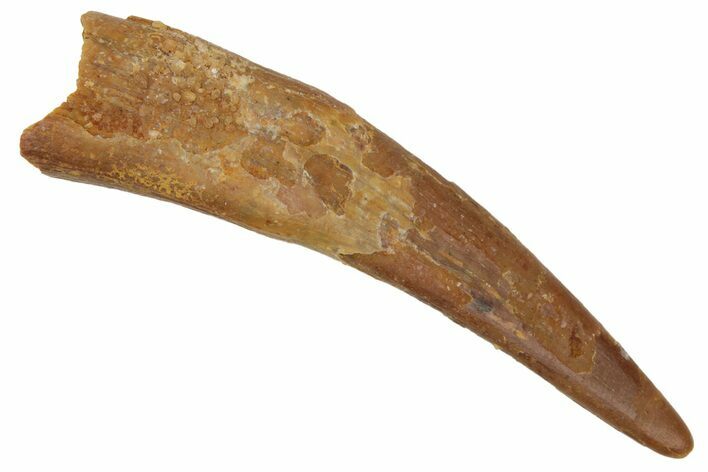 Fossil Pterosaur (Siroccopteryx) Tooth - Morocco #216963